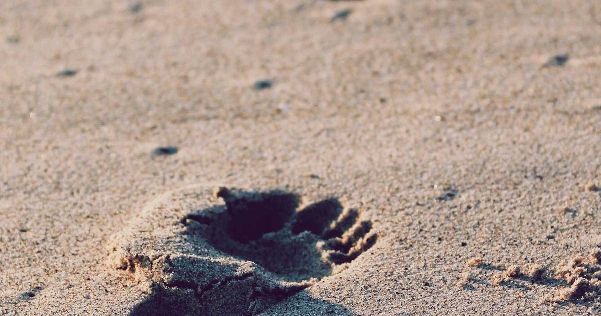 Trí Tuệ Nhân Tạo Đang Thay Đổi Ngành Lập Trình Như Thế Nào?