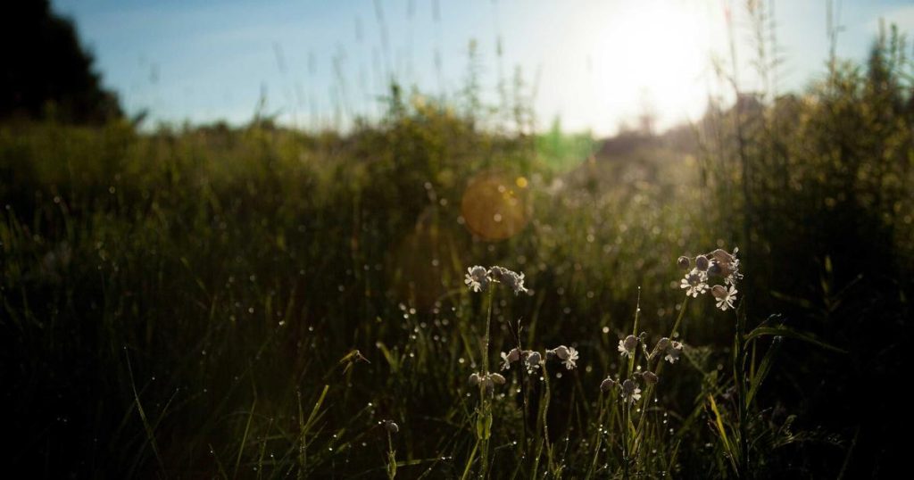 Review Laravel Herd – Local Dev Environment Tốt Nhất Cho Mac